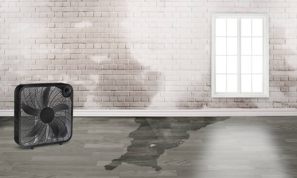Best Water damage contractors near me  in Mattoon, IL
